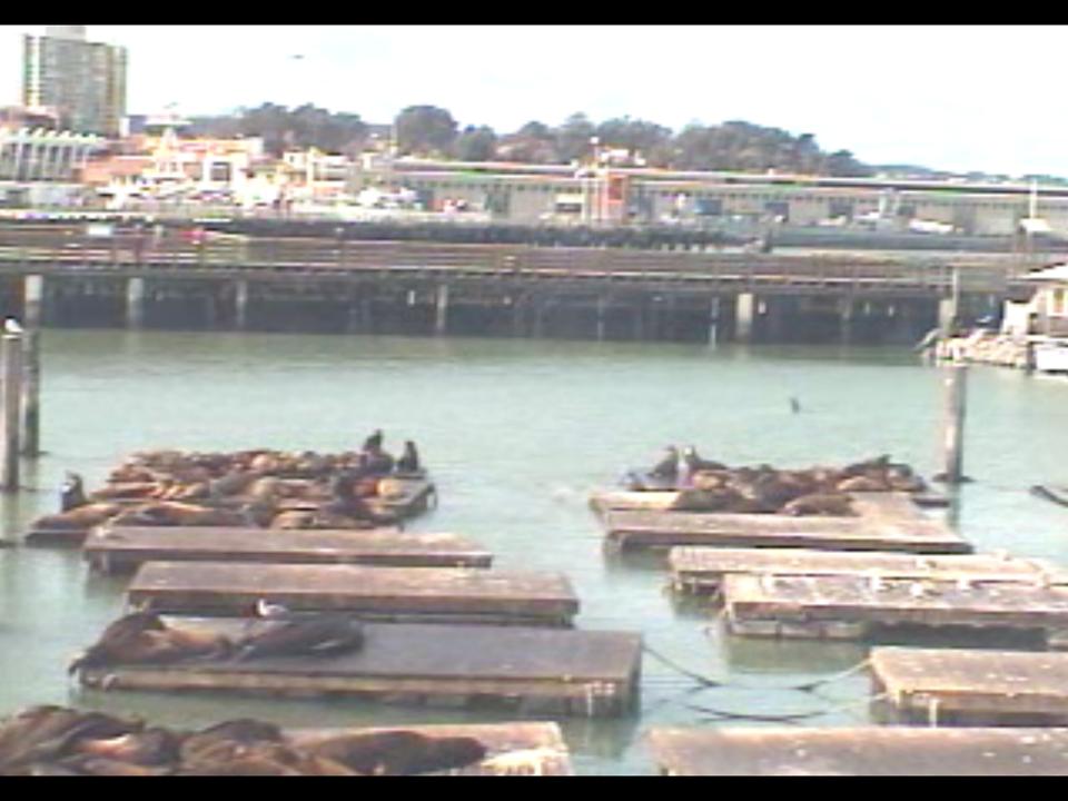 San Francisco sealion webcam